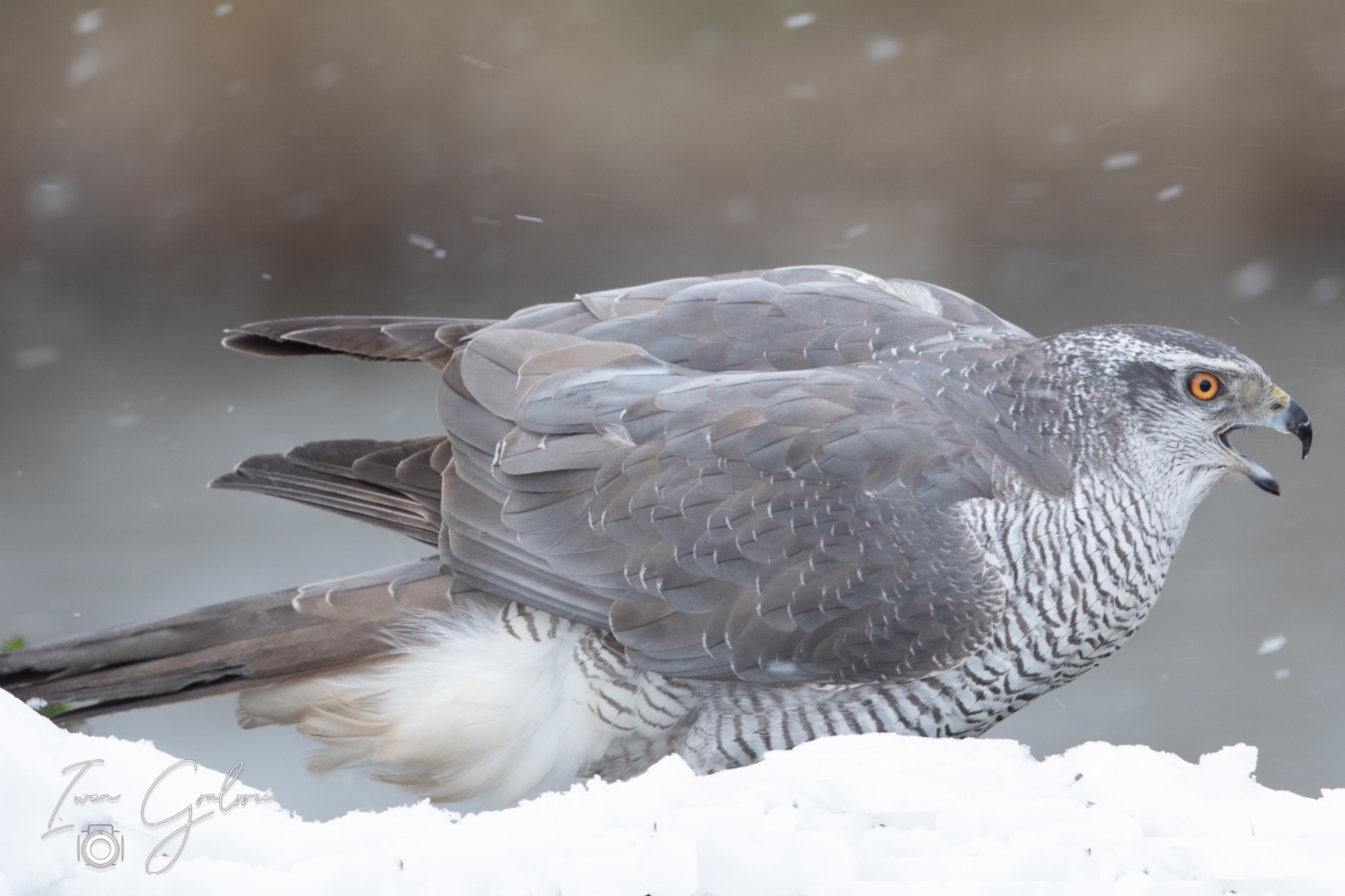 01 april 2022 125248  5D45886